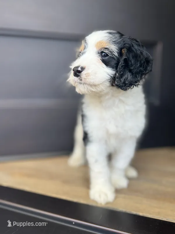 Pal – Cockapoo puppy for sale in Bloomington, CA