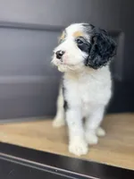 Pal, a male Cockapoo for sale in Bloomington, CA – 1 of 4