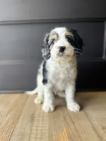 Pal, a male Cockapoo for sale in Bloomington, CA – 4 of 4