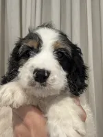 Pal, a male Cockapoo for sale in Bloomington, CA – 2 of 4