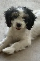 Pal, a male Cockapoo for sale in Bloomington, CA – 6 of 8