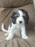 Pal, a male Cockapoo for sale in Bloomington, CA – 8 of 8