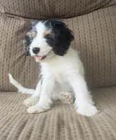 Pal, a male Cockapoo for sale in Bloomington, CA – 7 of 8