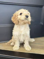 Chip , a male Cockapoo for sale in Bloomington, CA – 5 of 5
