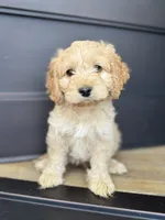Chip , a male Cockapoo for sale in Bloomington, CA – 3 of 5