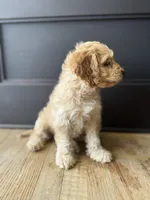 Chip , a male Cockapoo for sale in Bloomington, CA – 4 of 5