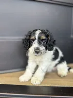 Hannibal , a male Cockapoo for sale in Bloomington, CA – 2 of 4