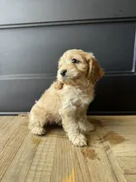 Chip , a male Cockapoo for sale in Bloomington, CA – 2 of 5