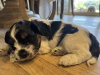 Hannibal , a male Cockapoo for sale in Bloomington, CA – 4 of 4