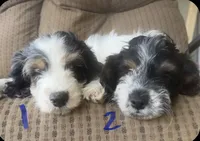 Pal, a male Cockapoo for sale in Bloomington, CA – 5 of 8
