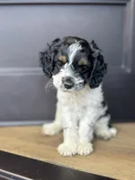 Hannibal , a male Cockapoo for sale in Bloomington, CA – 3 of 4
