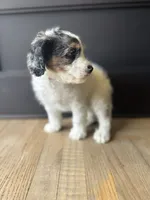 Pal, a male Cockapoo for sale in Bloomington, CA – 3 of 4