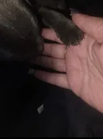 Grey Brindle Male 4, a male Cane Corso for sale in Somerset, KY – 2 of 4