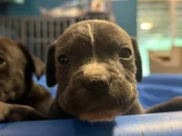 Grey Brindle Male 2, a male Cane Corso for sale in Somerset, KY – 3 of 4