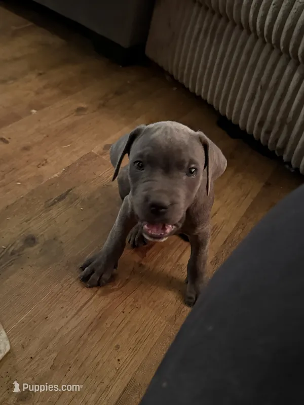 Grey Brindle Male 4 – Cane Corso puppy for sale in Somerset, KY