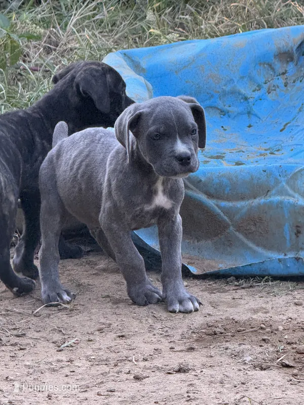 Male 5 – Cane Corso puppy for sale in Somerset, KY