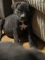 Female black, a female Cane Corso for sale in Somerset, KY – 3 of 4