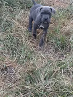 Male 5, a male Cane Corso for sale in Somerset, KY – 3 of 4