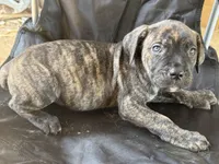 Black Brindle Female 4, a female Cane Corso for sale in Somerset, KY – Photo 3 of 10