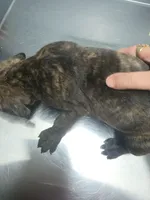 Black Brindle Female 4, a female Cane Corso for sale in Somerset, KY – Photo 7 of 10