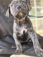 Black Brindle Female 4, a female Cane Corso for sale in Somerset, KY – Photo 2 of 10