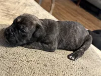 Female 4, a male Cane Corso for sale in Somerset, KY – Photo 3 of 3