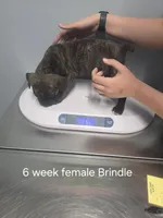 Black Brindle Female 4, a female Cane Corso for sale in Somerset, KY – Photo 9 of 10