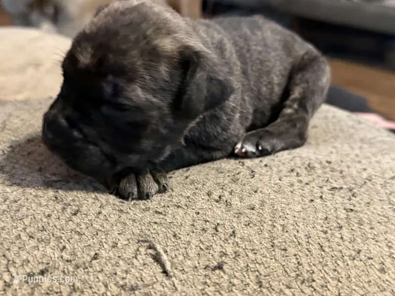 Female 4 – Cane Corso puppy for sale in Somerset, KY
