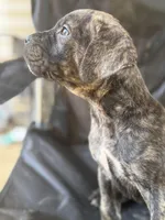 Black Brindle Female 4, a female Cane Corso for sale in Somerset, KY – Photo 4 of 10