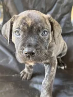 Black Brindle Female 4, a female Cane Corso for sale in Somerset, KY – Photo 1 of 10