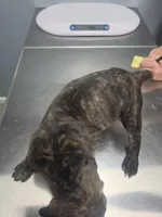 Black Brindle Female 4, a female Cane Corso for sale in Somerset, KY – Photo 10 of 10