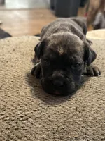 Female 4, a male Cane Corso for sale in Somerset, KY – Photo 2 of 3