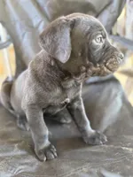 Black male, a male Cane Corso for sale in Somerset, KY – Photo 6 of 7