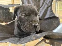 Black male, a male Cane Corso for sale in Somerset, KY – Photo 7 of 7