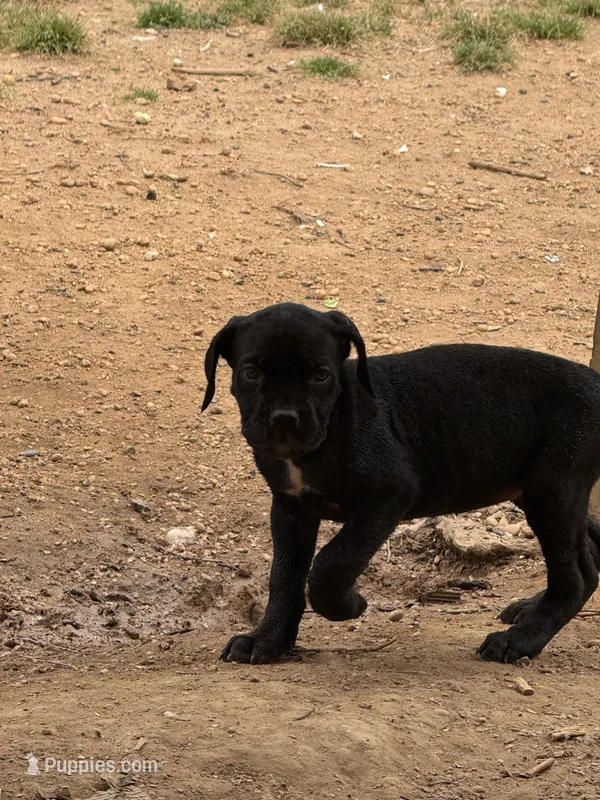 Black male – Cane Corso puppy for sale in Somerset, KY