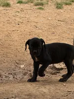 Black male, a male Cane Corso for sale in Somerset, KY – Photo 1 of 7