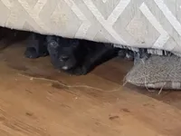 Black male, a male Cane Corso for sale in Somerset, KY – Photo 3 of 7