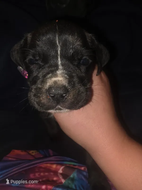 Black Brindle Female  – Cane Corso puppy for sale in Somerset, KY
