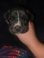 Black Brindle Female , a female Cane Corso for sale in Somerset, KY – 1 of 3