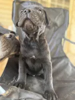 Black male 2 Bigfoot, a male Cane Corso for sale in Somerset, KY – Photo 7 of 10