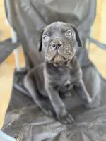 Black male 2 Bigfoot, a male Cane Corso for sale in Somerset, KY – Photo 2 of 10