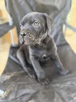 Black male 2 Bigfoot, a male Cane Corso for sale in Somerset, KY – Photo 8 of 10