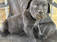 Black male 2 Bigfoot, a male Cane Corso for sale in Somerset, KY – Photo 10 of 10