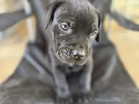 Black male 2 Bigfoot, a male Cane Corso for sale in Somerset, KY – Photo 3 of 10