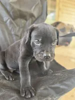 Black male 2 Bigfoot, a male Cane Corso for sale in Somerset, KY – Photo 6 of 10