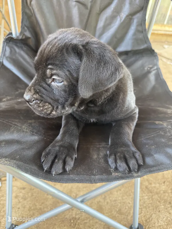 Black male 2 Bigfoot – Cane Corso puppy for sale in Somerset, KY