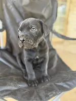 Black male 2 Bigfoot, a male Cane Corso for sale in Somerset, KY – Photo 4 of 10