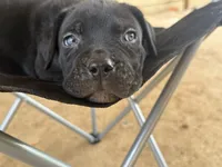 Black male 2 Bigfoot, a male Cane Corso for sale in Somerset, KY – Photo 9 of 10