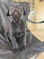 Black male 2 Bigfoot, a male Cane Corso for sale in Somerset, KY – Photo 5 of 10