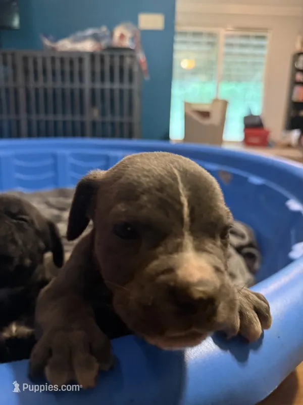 Grey Brindle Male 2 – Cane Corso puppy for sale in Somerset, KY